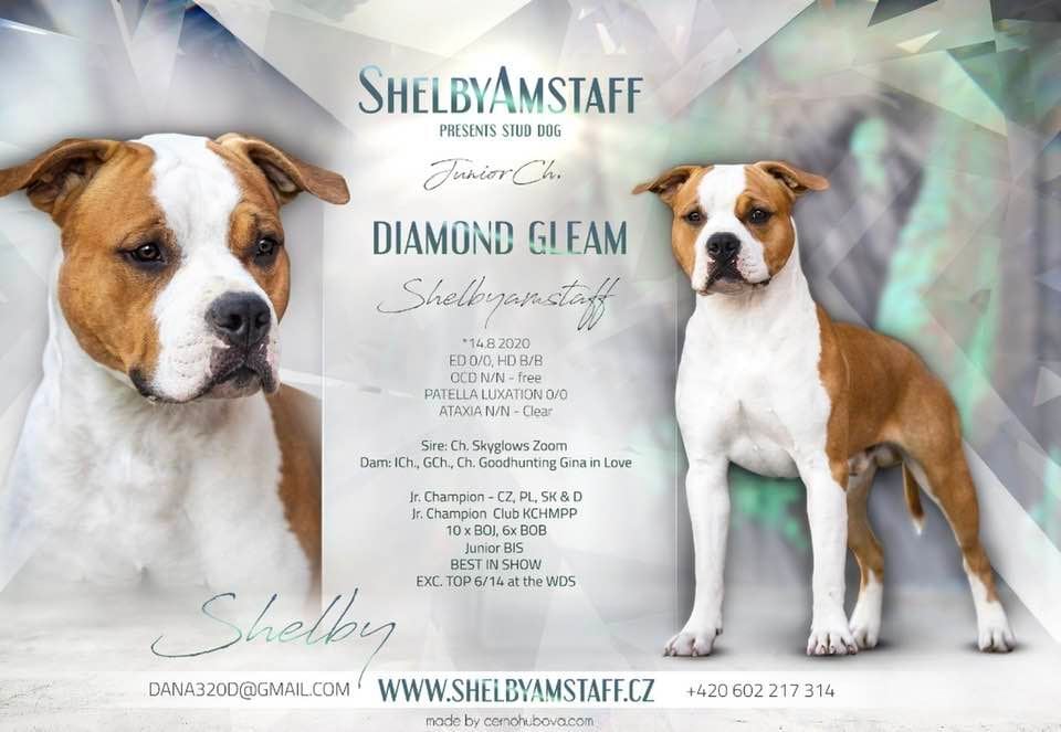 DIAMOND GLEAM Shelbyamstaff - open for stud